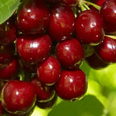 Черешня ВАЛЕРИЙ ЧКАЛОВ в Кобрине