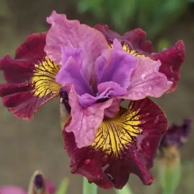 Ирис МИСС ЭППЛ сибирский в Кобрине