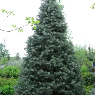 Пихта белая в Кобрине