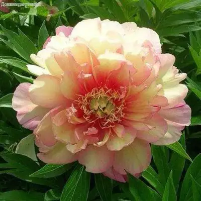 Пион ДЖУЛИЯ РОУЗ ито-гибрид в Кобрине