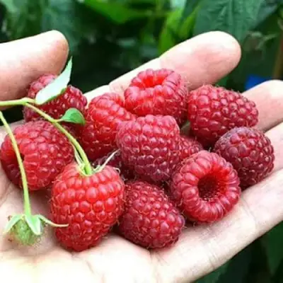 Малина ХИМБО-ТОП в Кобрине