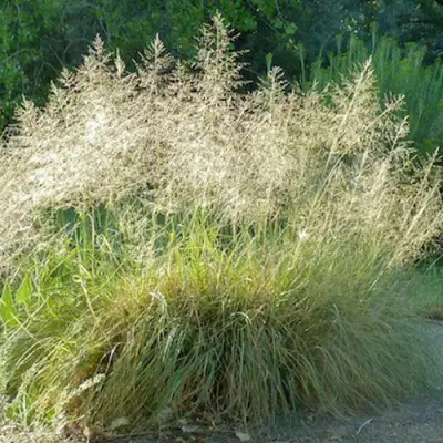 Каплесеменник воздушный в Кобрине