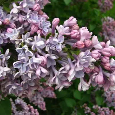 Сирень КОНДОРСЕ в Кобрине