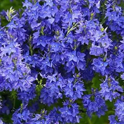 Вероника РОЯЛ БЛЮ большая в Кобрине