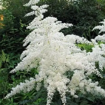 Астильба БРАУТШЛЕЙЕР Арендса в Кобрине