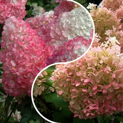 Комплект МАЛИНОВЫЙ ЗАКАТ в Кобрине