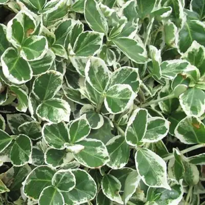 Бересклет ЭМЕРАЛЬД ГАИТИ форчуна  в Кобрине