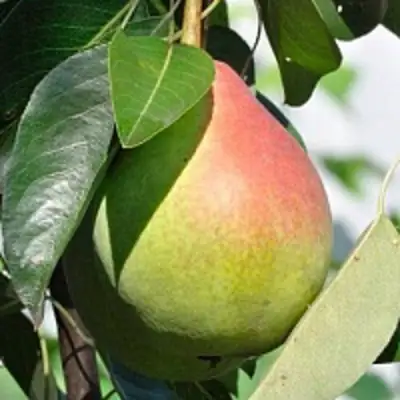 Груша ТАТЬЯНА в Кобрине