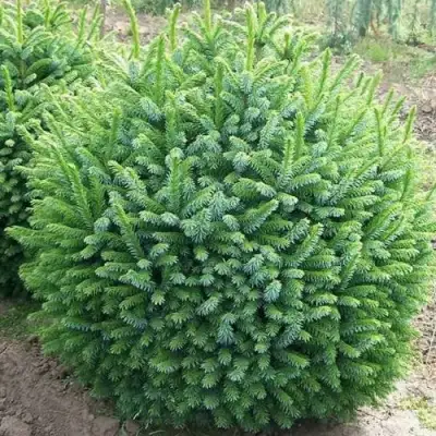 Ель НАНА сербская в Кобрине