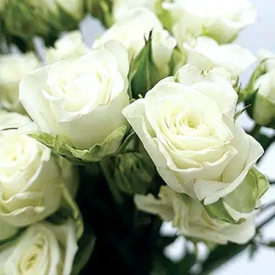 Роза СНОУФЛЕЙК спрей в Кобрине