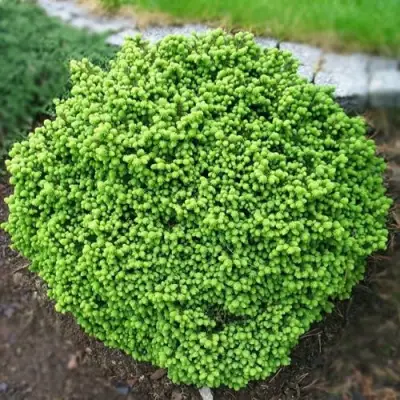 Ель ЛИТЛ ДЖЕМ обыкновенная в Кобрине