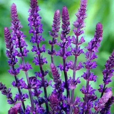 Шалфей КАРАДОНА в Кобрине