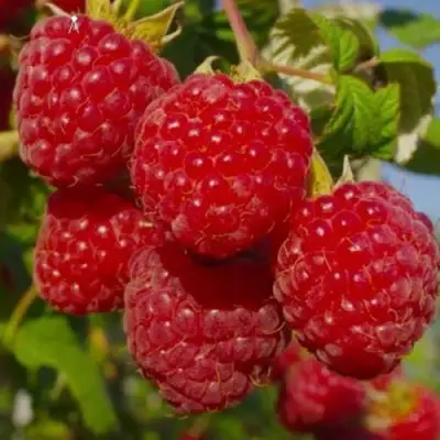 Малина ЭЛЕГАНТНАЯ в Кобрине