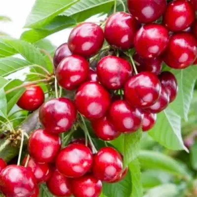 Вишня МАЛЮТКА колонновидная в Кобрине