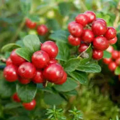 Брусника садовая РУНО БЕЛЯВСКИ в Кобрине