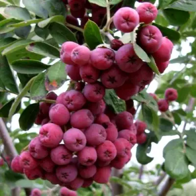 Рябина ТИТАН сладкоплодная  в Кобрине