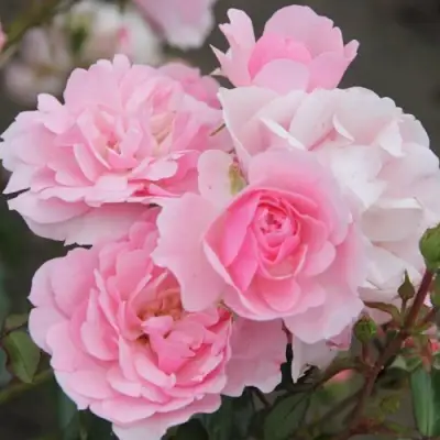 Роза БОНИКА флорибунда в Кобрине