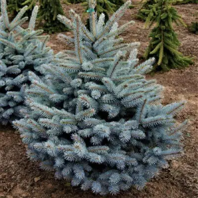 Ель МИСТИ БЛЮ голубая в Кобрине