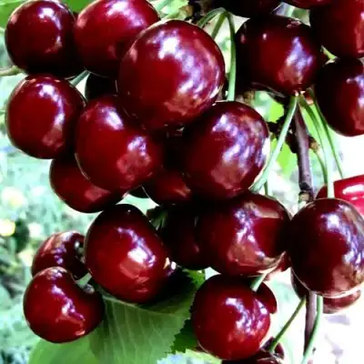 Черешня ОЛЕНЬКА в Кобрине