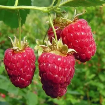 Малина ГОРДОСТЬ РОССИИ в Кобрине