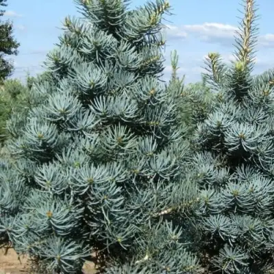 Пихта КОНКОЛОР в Кобрине