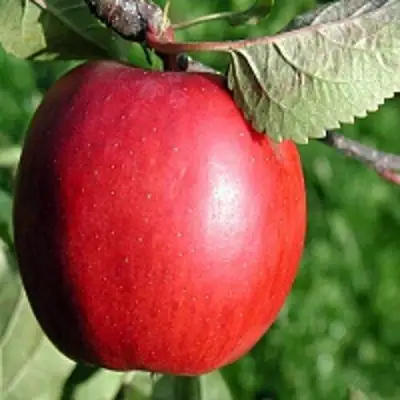 Яблоня РЕДФРИ в Кобрине