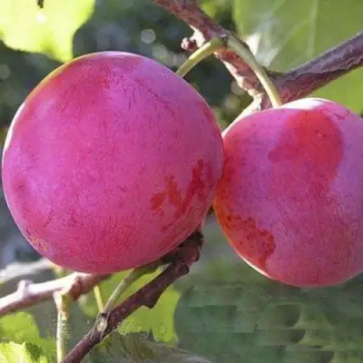 Слива ДЕЛИКАТНАЯ в Кобрине