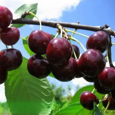 Дюк ЧУДО-ВИШНЯ в Кобрине