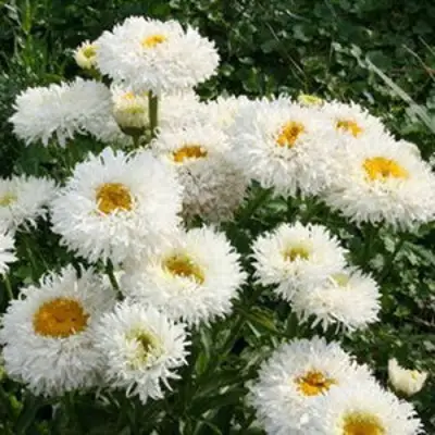 Нивяник КРЕЙЗИ ДЕЙЗИ наибольший в Кобрине