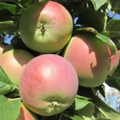 Яблоня МОСКОВСКОЕ ЗИМНЕЕ в Кобрине