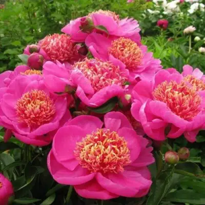 Пион ДОРИН травянистый в Кобрине