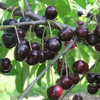 Черешня ЛЮБИМИЦА АСТАХОВА в Кобрине