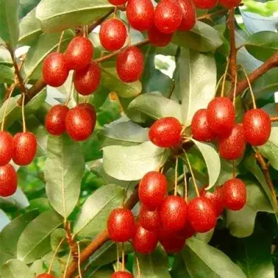 ГУМИ (ЛОХ МНОГОЦВЕТКОВЫЙ) в Кобрине