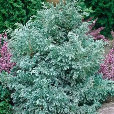 Кипарисовик БУЛЕВАРД горохоплодный в Кобрине