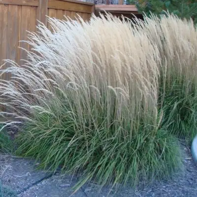 Вейник КАРЛ ФОРСТЕР остроцветковый в Кобрине