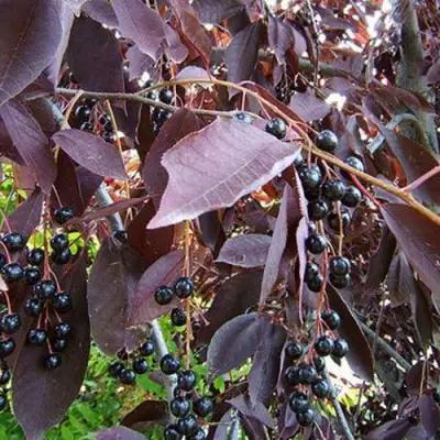 Черемуха виргинская ШУБЕРТ в Кобрине