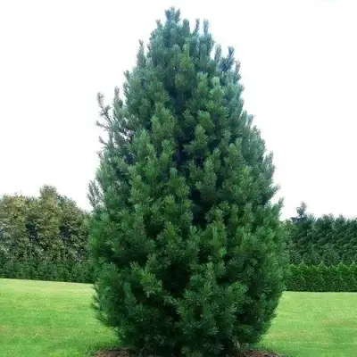 Сосна кедровая европейская в Кобрине