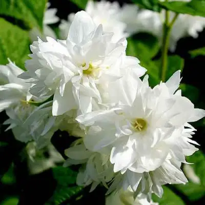 Жасмин ДАМ БЛАНШ в Кобрине