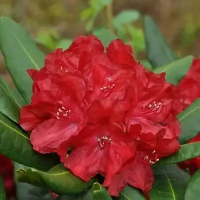 Рододендрон БУЗУКИ в Кобрине