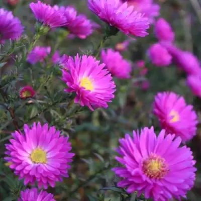 Астра КАРМИНКУППЕЛЬ в Кобрине