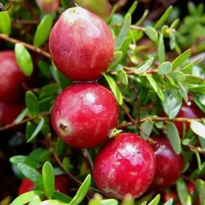 Клюква СТИВЕНС в Кобрине