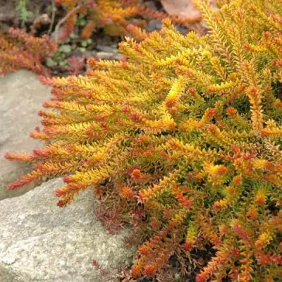 Водяника БЕРНШТЕЙН черная в Кобрине