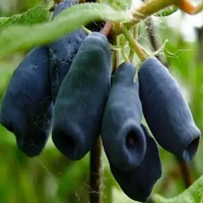 Жимолость съедобная НАРЫМСКАЯ в Кобрине