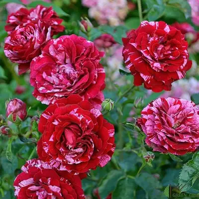 Роза ДИП ИМПРЕШН флорибунда в Кобрине