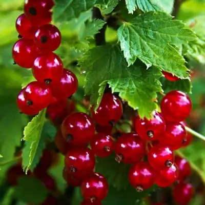 Смородина красная РОЛАН в Кобрине