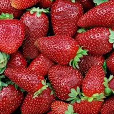 Клубника СКАЛА в Кобрине