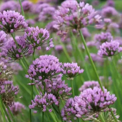 Лук угловатый в Кобрине