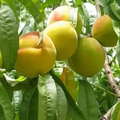 Персик СЕЯНЕЦ СТАРКА в Кобрине