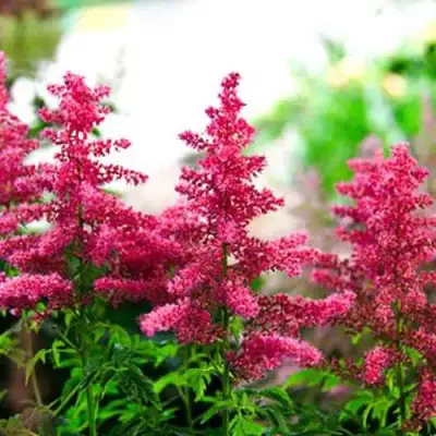 Астильба ЮНИК КАРМИН гибридная в Кобрине