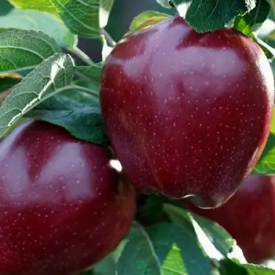 Яблоня РЕД ЧИФ в Кобрине